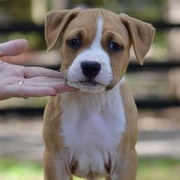 Boy 4 - Red male American Staffordshire Terrier puppy in St. Augustine, Florida from LBK & Ancient City