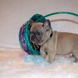 French Bulldog Puppies from San Antonio Frenchies