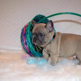 French Bulldog Puppies from San Antonio Frenchies