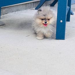Blue merle - Blue merle male Pomeranian puppy in Fayetteville, North Carolina from Tar-heel Poms