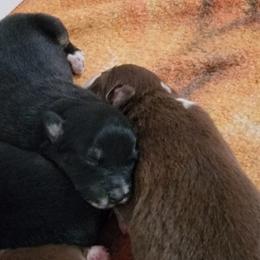 Australian Shepherd Puppies from Wayward Trails Kennel