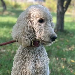 Alolani - Poodle