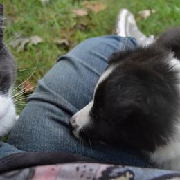 Shetland Sheepdog Puppies from Sunny Shelties