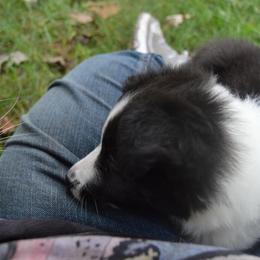 Shetland Sheepdog Puppies from Sunny Shelties