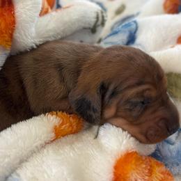 Callie - Dapple female Dachshund puppy in Humphreys, Missouri from Foster’s Dachshunds