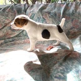 Hannah - Brown and white female Jack Russell Terrier puppy in Melbourne, Florida from Rustling Oaks Jack Russell Terrier’s