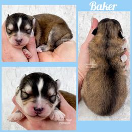 Baker - Silver male Pomsky puppy in Sheffield, Iowa from Clover Ridge Pomskies