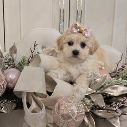 Girl 1 - Cream female Maltipoo puppy in Washington from Mt.BakerPoodles&Doodles