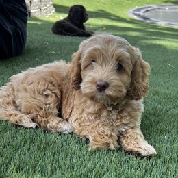 Curry - Caramel ice male Australian Labradoodle puppy in Saratoga Springs, Utah from Saratoga Springs Doodles