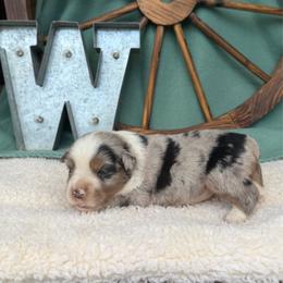 Bluey - Blue merle female Miniature Australian Shepherd puppy in Checotah, Oklahoma from Wild Outlaw Aussies