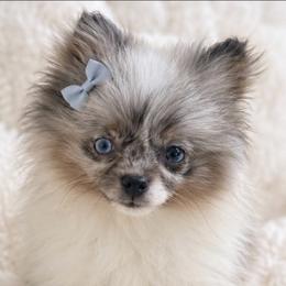 Mosaic - Blue merle female Pomeranian puppy in Buck Valley, Pennsylvania from Buck Valley Pomeranians