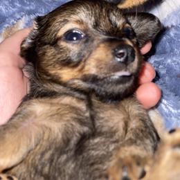 Prague Ratter Puppies from North Star Gem’s Prague Ratters