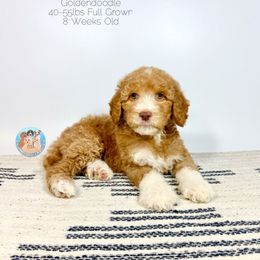 Peony - Parti female Goldendoodle puppy in Southwest Ranches, Florida from Dandy Doodle Ranch