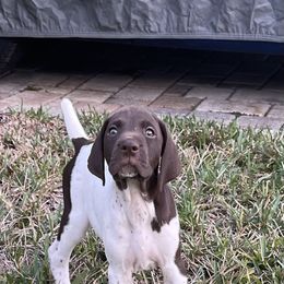 Dasher - Liver and white German Shorthaired Pointer puppy in Weeki Wachee, Florida from River Ridge GSP