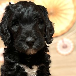 Girl 2 - Bernedoodle puppy in Bend, Oregon from Bella Ridge Farms & Dapper Doodles