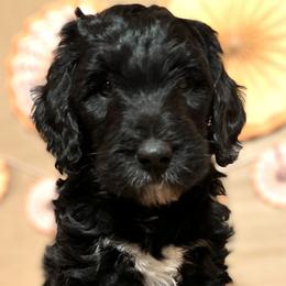 Girl 2 - Bernedoodle puppy in Bend, Oregon from Bella Ridge Farms & Dapper Doodles