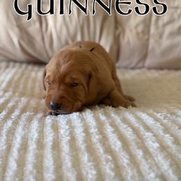 Guinness - Yellow male Labrador Retriever puppy in Water Valley, Mississippi from Three Lakes Labs & WHDs