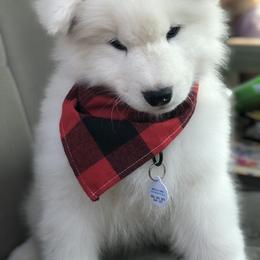 Samoyed Puppies from Morning Star Samoyeds