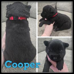 Cooper - Black and white male Siberian Husky puppy in Wheeler, Michigan from Haase Family Kennels