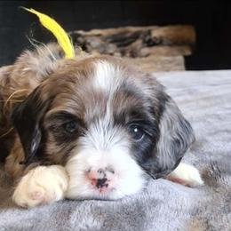 Yellow girl - Merle female Cockapoo puppy in Howell, Michigan from Robbin's Treasures
