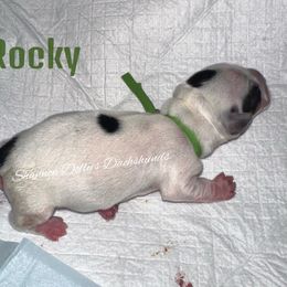 Rocky - Piebald male Dachshund puppy in Monitor, Washington from Shannon Dolly’s Dachshunds
