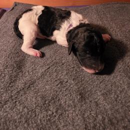 Girl 2 - female Poodle puppy in Blue Ridge, Georgia from Beltane Standard Poodles