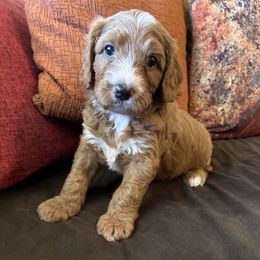 Red Male - Red male Cavapoo puppy in Tempe, Arizona from Springerdoodles Plus AZ