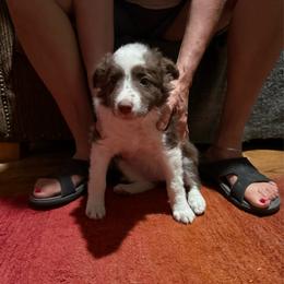 Red and white girl - Red female Border Collie puppy in Jackson, New Jersey from NJ Bees BC