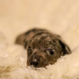 Dachshund Puppies from Miniature Alphas Dachshunds