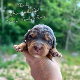 Derby pending - Phantom female Bernedoodle puppy in Grove, Oklahoma from Guinn Family Farms