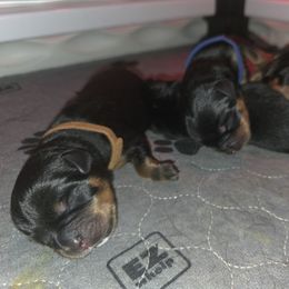 Blue - Black and mahogany male Rottweiler puppy in Mastic Beach, New York from Vom Haus Bradford