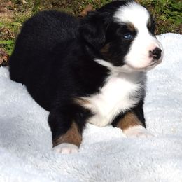 Brook - Black tri-color female Australian Shepherd puppy in Falcon, Missouri from www.maubachranch.com