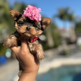 Dulce - Black and gold female Yorkshire Terrier puppy in Patterson, California from Luxe Yorkies of Central Valley