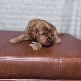 Gray collar female - Red  female Goldendoodle puppy in Piedmont, South Carolina from The Farm at Saluda Ridge