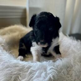 Angel Hair - White and black female Bordoodle puppy in Valley Center, California from Circle R Valley Bordoodls