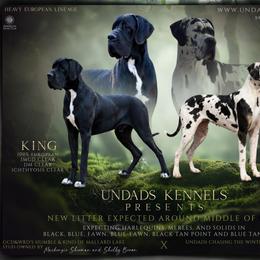 Great Dane puppies from UNDAD'S KENNELS
