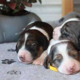 Dachshunds from Anna’s Mini Doxies
