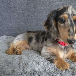 Vivian - Dachshund
