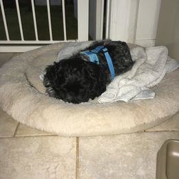 Peaches - Cocker Spaniel