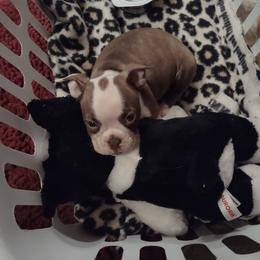 Boston Terrier and French Bulldog Puppies from Reds Studio