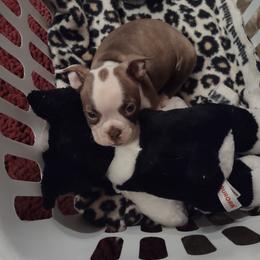 Boston Terrier and French Bulldog Puppies from Reds Studio