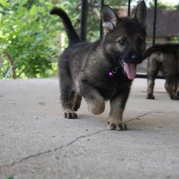 German Shepherd Puppies from Ridgeline Shepherds
