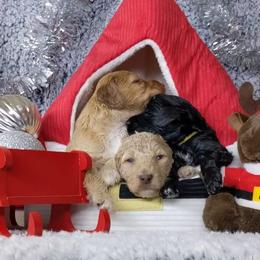 Bernedoodle and Goldendoodle Puppies from DoodleBlessings