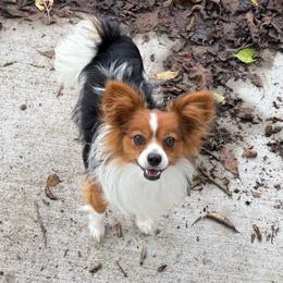 Zazu - Papillon