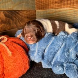 Dolly - White and brown female Newfoundland puppy in Tully, New York from Bear Paw Newfoundlands