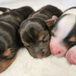 Yorkshire Terrier Puppies from Lady A's Yorkies