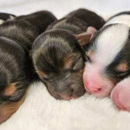 Yorkshire Terrier Puppies from Lady A's Yorkies