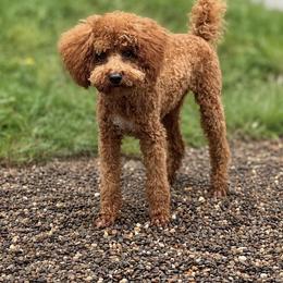 Poodles from My Vision Poodles