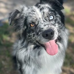 Storm - Australian Shepherd