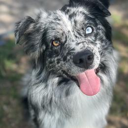 Storm - Australian Shepherd